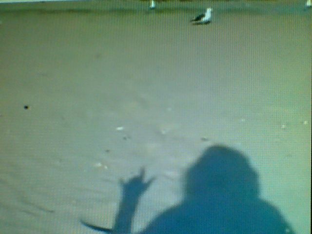Long Shadow, Taken from a video of me feeding birds