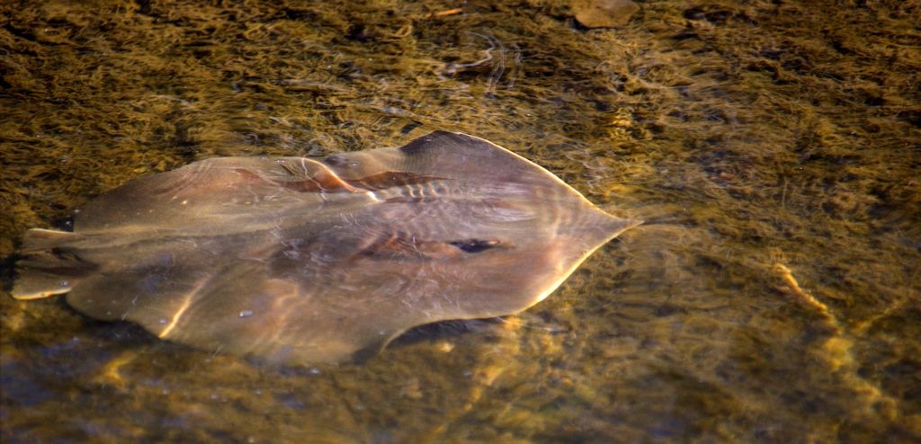 IMAGE: http://i1128.photobucket.com/albums/m482/russ71satellite/stingray3.jpg