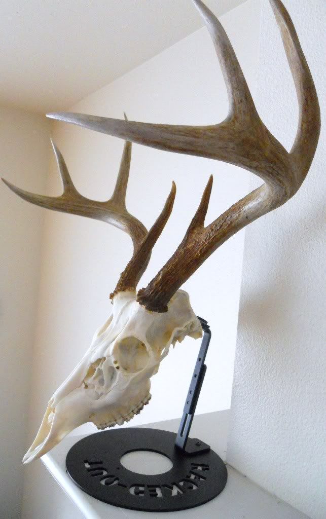 Deer Skull Table Mount Bracket For European Mounts RackedOut Photo by