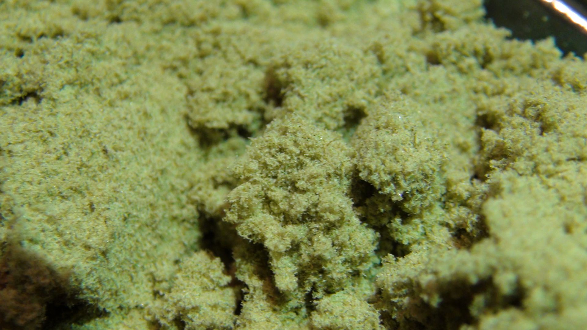 The fastest way to get Kief 100 Kief Machine! Rollitup