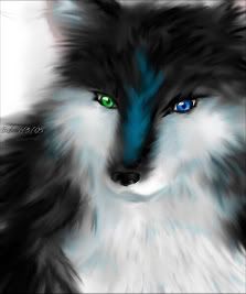 Blue Wolf Pictures, Images and Photos