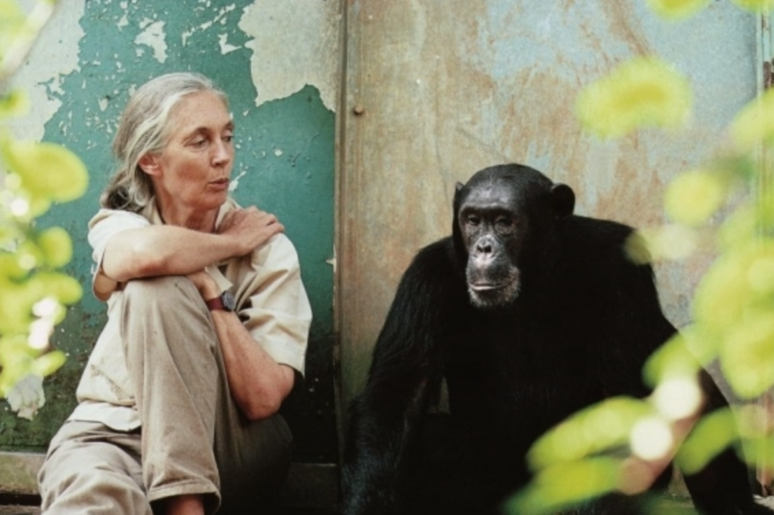 Jane Goodall's Unique Life & Experience
