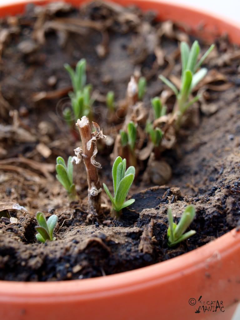 plante,ghiveci,aromatice