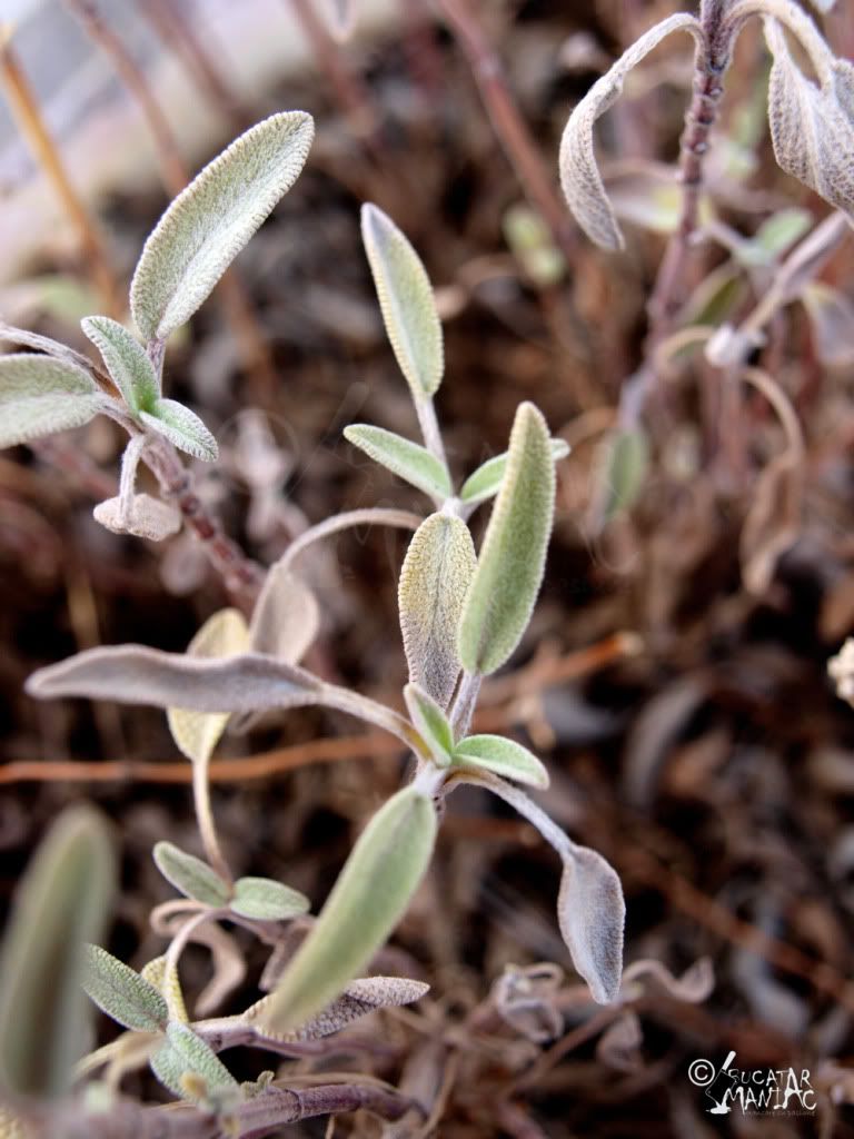 plante,ghiveci,aromatice