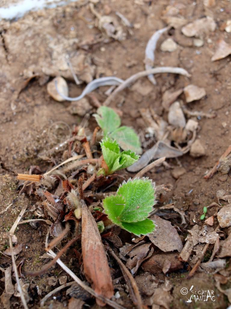plante,ghiveci,aromatice