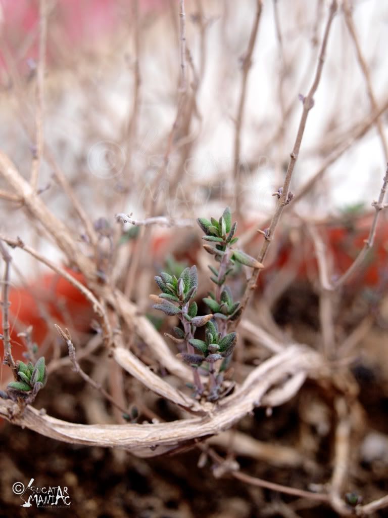 plante,ghiveci,aromatice