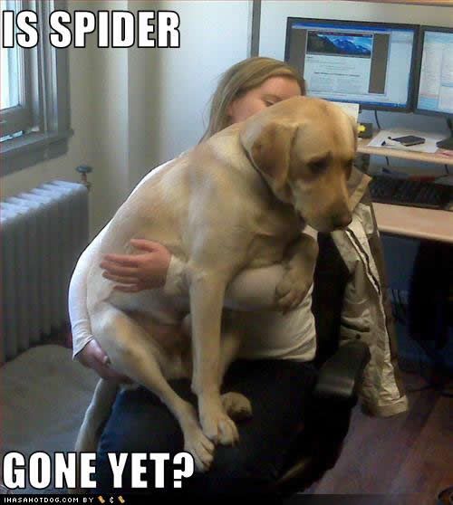 funny-dog-pictures-spider-gone.jpg