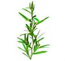  Tea Tree Oil ( Melaleuca alternifolia )- Pimple Remover
