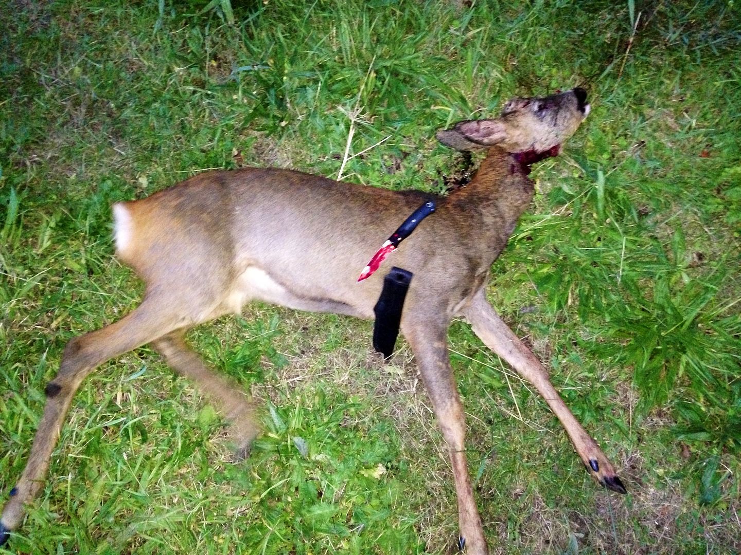 roe deer from field to plate with one knife - Stalking & Game Shooting - Pigeon Watch Forums How To Kill A Deer With A Knife