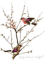 Unlimited Free Image and File Hosting at MediaFire