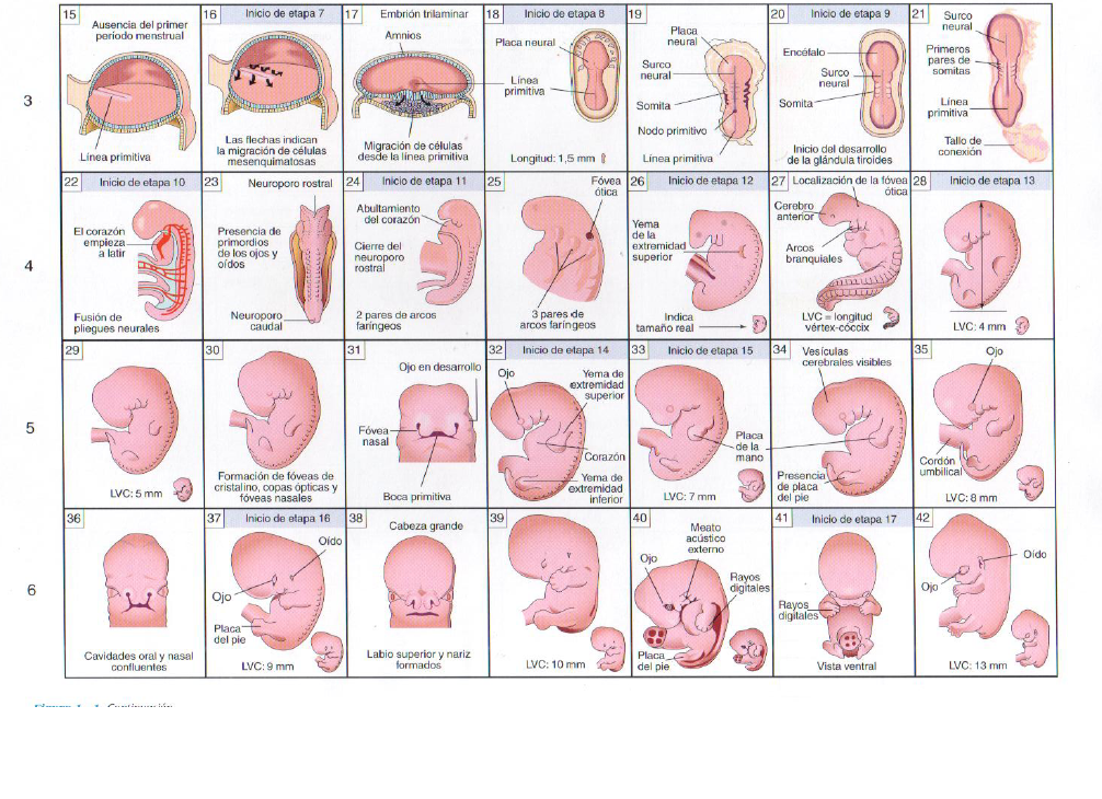 Anatomia con orientacion clinica moore 7ma edicion descargar pdf gratis para