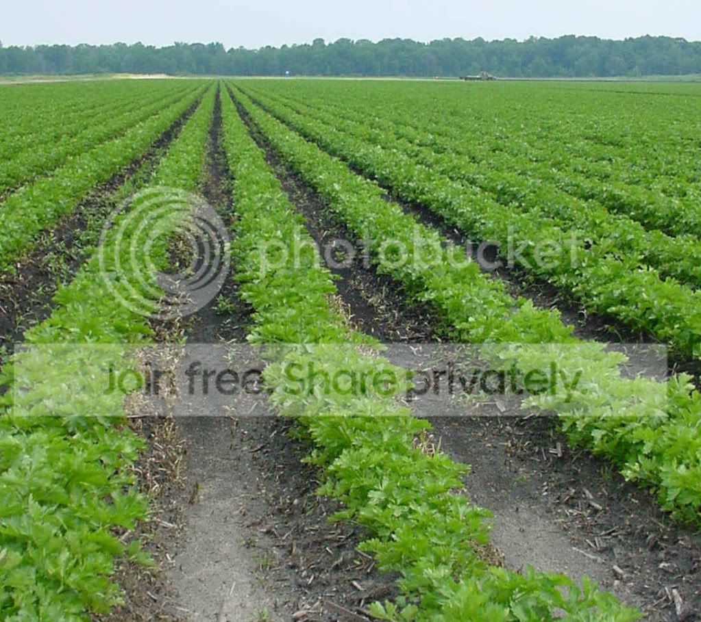 parsley.jpg