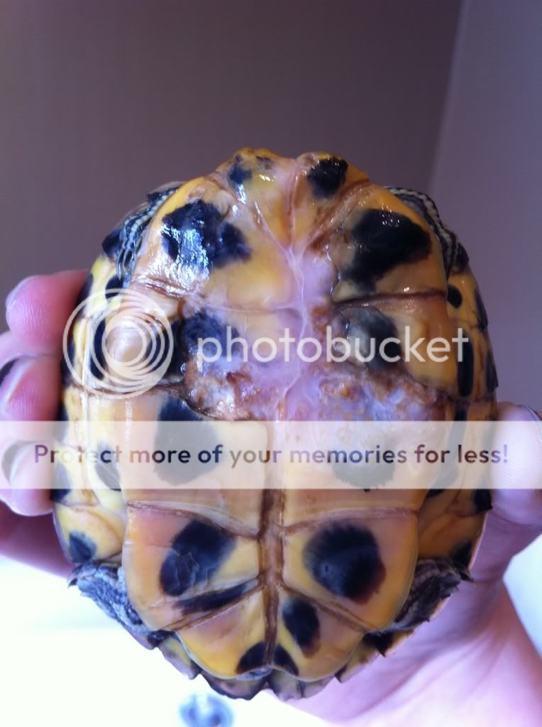 Shell injury in Yellow Bellied Slider - Shelled Warriors Forums