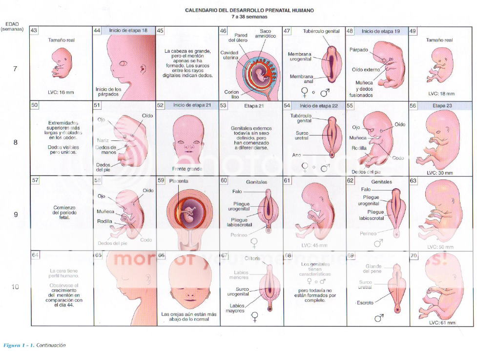 Descargar libro de embriologia moore 3